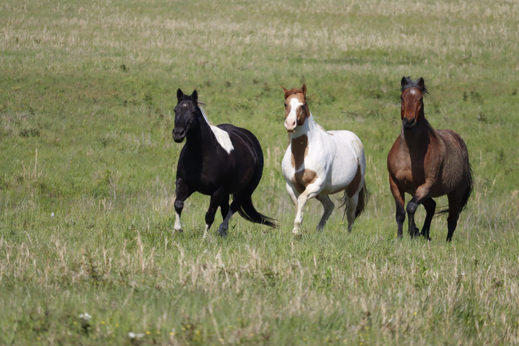 Three horses running across a green pasture